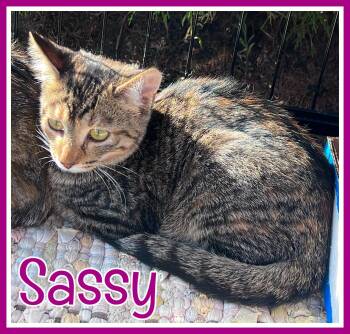 Sassy -  Domestic Short Hair Cat for Adoption in Valley City, North Dakota - Sassy | PetCurious