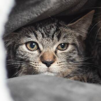 Stillwater -  Domestic Medium Hair Cat for Adoption in Middletown, Rhode Island - Stillwater | PetCurious