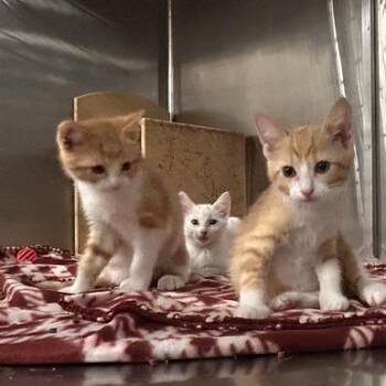 Samir -  Domestic Short Hair Cat for Adoption in Davenport, Iowa - Samir | PetCurious
