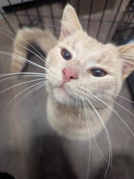 Domestic Short Hair Cats Available for Adoption - HIPPO | PetCurious