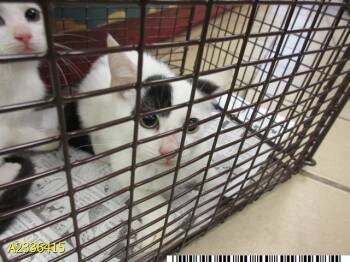 MR MAGOO -  Domestic Short Hair Cat for Adoption in West Palm Beach, Florida - MR MAGOO | PetCurious