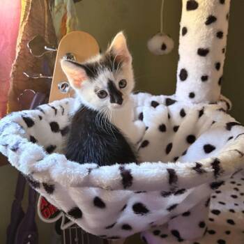 Slinkey -  Domestic Short Hair Cat for Adoption in Bristol, Indiana - Slinkey | PetCurious