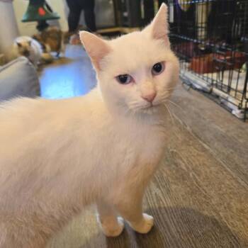 Domestic Short Hair Cats Available for Adoption in Park Falls, Wisconsin - Opal | PetCurious