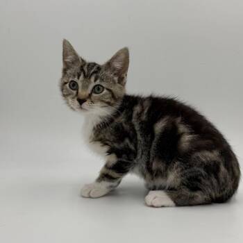 Briar -  Domestic Short Hair Cat for Adoption in State College, Pennsylvania - Briar | PetCurious