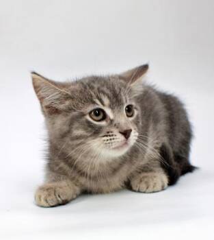 Jasper -  Domestic Short Hair Cat Available for Adoption in Morton Grove, Illinois - Jasper | PetCurious