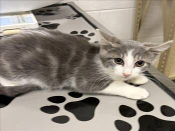 TRACY -  Domestic Short Hair Cat for Adoption in Derwood, Maryland - TRACY | PetCurious