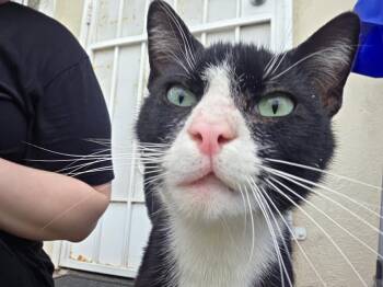 Domestic Short Hair Cats Available for Adoption - Gideon | PetCurious