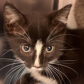 Domestic Short Hair Cats Available for Adoption in Gloucester, Virginia - Stripe | PetCurious