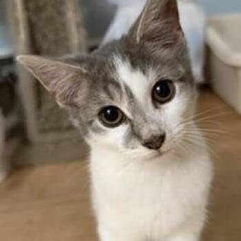 Marci -  Domestic Short Hair Cat for Adoption in Lemoyne, Pennsylvania - Marci | PetCurious