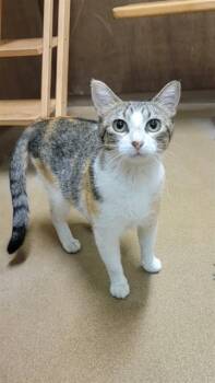 Rescue Domestic Short Hair Cats for Adoption in St. Peters, Missouri - MORGANA | PetCurious