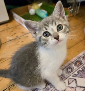 Tiya -  Tabby and Domestic Short Hair Cat for Adoption in Vaughan, Ontario - Tiya | PetCurious