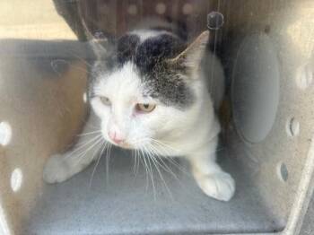 Domestic Short Hair Cats Available for Adoption - MALVEN 1 | PetCurious