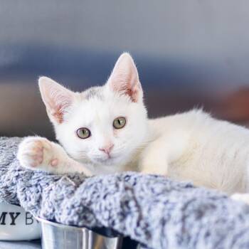 Domestic Short Hair Cats Available for Adoption in Wilmington, Delaware - Puck | PetCurious
