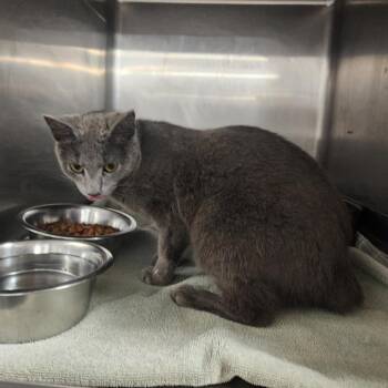 Hazel -  Domestic Short Hair Cat Available for Adoption in Evensville, Tennessee - Hazel | PetCurious