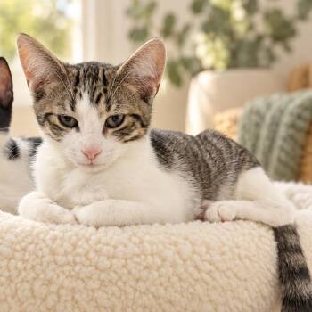 Hercules -  Domestic Short Hair Cat for Adoption in Shorewood, Illinois - Hercules | PetCurious