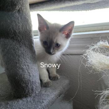 Snowy -  Siamese and Domestic Short Hair Cat for Adoption in Liverpool, Texas - Snowy | PetCurious