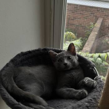 Pip 0426 T -  Domestic Short Hair Cat for Adoption - Pip 0426 T | PetCurious