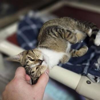 Philbert -  Domestic Short Hair Cat for Adoption in Westland, Michigan - Philbert | PetCurious