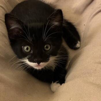 Oreo -  Domestic Short Hair Cat for Adoption in Pleasanton, California - Oreo | PetCurious