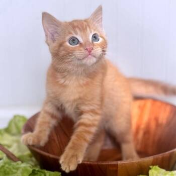 Arugula -  Domestic Short Hair Cat for Adoption in Brownsboro, Alabama - Arugula | PetCurious