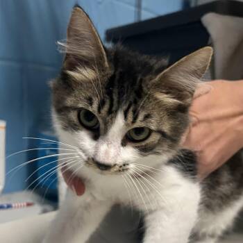 Pita -  Domestic Medium Hair Cat for Adoption in Newport, North Carolina - Pita | PetCurious