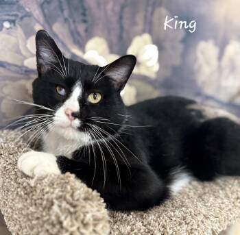 Domestic Short Hair Cats Available for Adoption - King | PetCurious