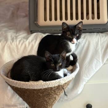 Rescue Domestic Medium Hair Cats for Adoption in Port Richey, Florida - Sage | PetCurious