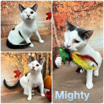 Rescue Domestic Short Hair Cats for Adoption in Pierceton, Indiana - Mighty | PetCurious