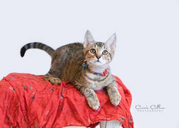 Charming -  Domestic Short Hair Cat for Adoption in Birmingham, Alabama - Charming | PetCurious