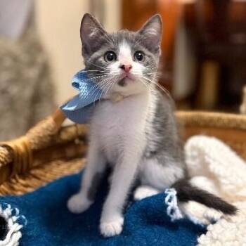 Petunia Lumberton -  Tuxedo and Domestic Short Hair Cat for Adoption in Friendswood, Texas - Petunia Lumberton | PetCurious