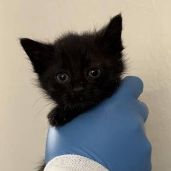 Domestic Short Hair Cats Available for Adoption in Redwood Valley, California - Anarchy | PetCurious