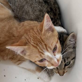 Carrots Scott -  Domestic Short Hair Cat for Adoption in Eagle Mountain, Utah - Carrots Scott | PetCurious