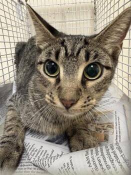 Rescue Domestic Short Hair Cats for Adoption in San Antonio, Texas - Army | PetCurious