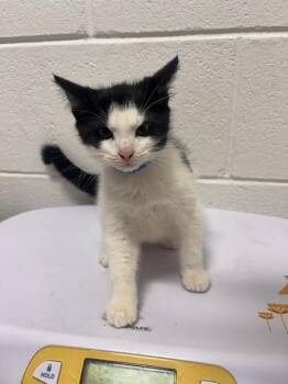 BALOU -  Domestic Short Hair Cat for Adoption - BALOU | PetCurious