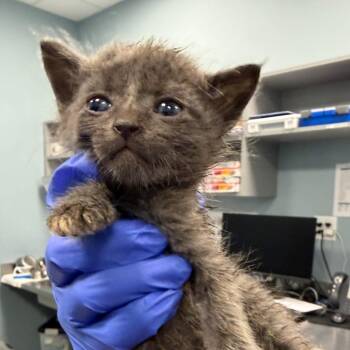 Phosphorus -  Domestic Short Hair Cat for Adoption in Greensboro, North Carolina - Phosphorus | PetCurious
