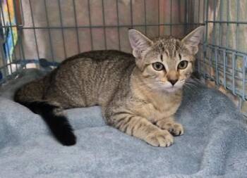 Petunia -  Domestic Short Hair Cat for Adoption in Gainesville, Florida - Petunia | PetCurious