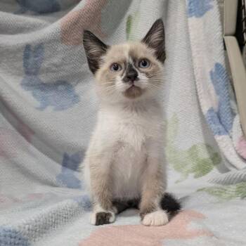 Domestic Short Hair Cats Available for Adoption - Clover | PetCurious