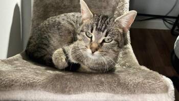 Domestic Short Hair Cats Available for Adoption in Auburn, Indiana - Stevie Nicks | PetCurious