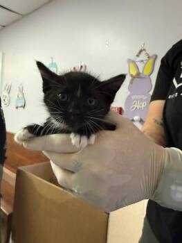 Domestic Short Hair Cats Available for Adoption in Fort Walton Beach, Florida - DOG | PetCurious