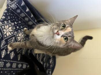 Rescue Domestic Short Hair Cats for Adoption in Baton Rouge, Louisiana - Peaches | PetCurious