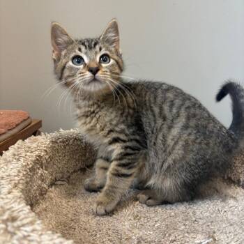 Huckleberry Pie -  Domestic Short Hair Cat for Adoption in Puslinch, Ontario - Huckleberry Pie | PetCurious
