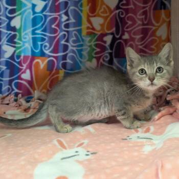 Amren -  Domestic Short Hair Cat for Adoption - Amren | PetCurious