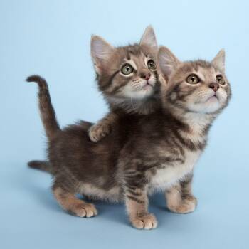 Rescue Domestic Short Hair Cats for Adoption in League City, Texas - Artemis (Apollo’s Sister) - Coming Soon! | PetCurious