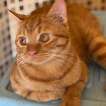 Finn -  British Shorthair and Tabby Cat for Adoption in Brampton, Ontario - Finn | PetCurious