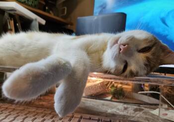 Seven -  Extra Toes Cat Hemingway Polydactyl and Tabby Cat for Adoption in Chicago, Illinois - Seven | PetCurious