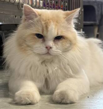 Himalayan Cats Available for Adoption in Marblehead, Massachusetts - Butter Crunch | PetCurious