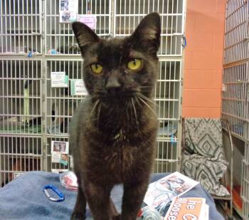 HAZE -  Domestic Short Hair Cat for Adoption in Delhi, New York - HAZE | PetCurious