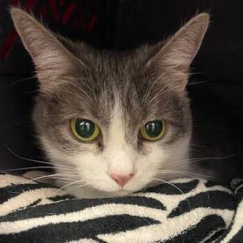 Willow -  Domestic Short Hair Cat for Adoption in Pittsburgh, Pennsylvania - Willow | PetCurious