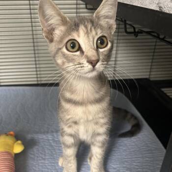 Zelda -  Domestic Short Hair Cat for Adoption in Dallas, Texas - Zelda | PetCurious