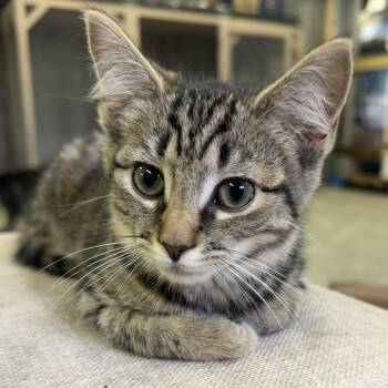 Lauren -  Domestic Short Hair Cat for Adoption in Etna, Pennsylvania - Lauren | PetCurious